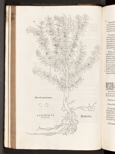 Juniper, illustration from De historia stirpium commentarii insignes by Leonhart Fuchs, 1542 by Heinrich and Meyer, Albert Fullmaurer